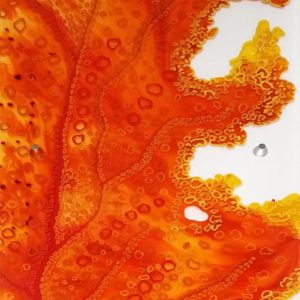 Holy Sea Fern Series